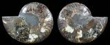 Polished Ammonite Pair - Agatized #51743-1
